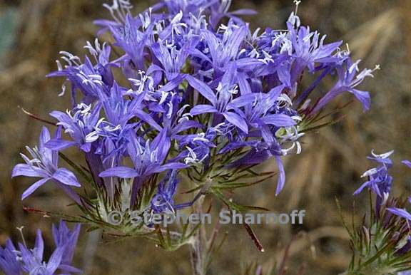 eriastrum pluriflorum ssp pluriflorum 2 graphic